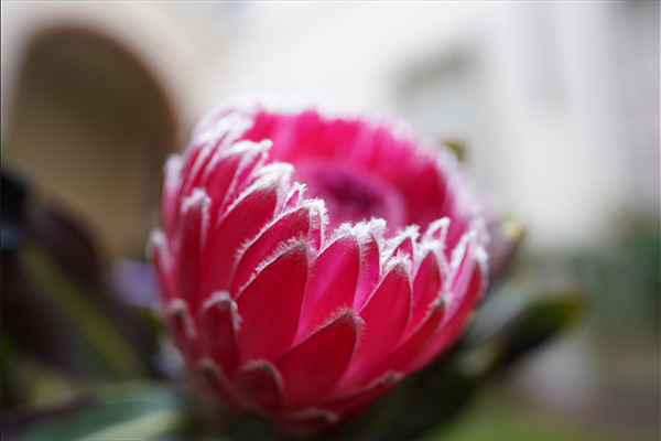 SEL20F18G,20mmF1.8G,広角単焦点レンズ,スペックレビュー！